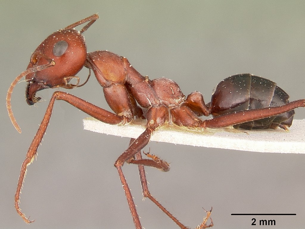 Sahara Desert Ant