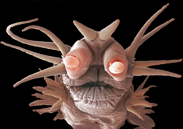 alien looking ocean-worm