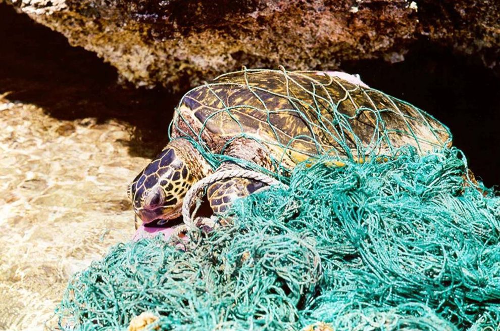 Turtle in net