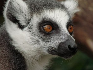 Madagascar lemur. Image by Lars Schlageler on Pixabay.