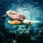 turtle-in-ocean