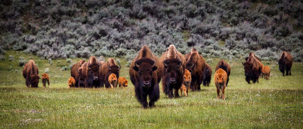 buffalo-group
